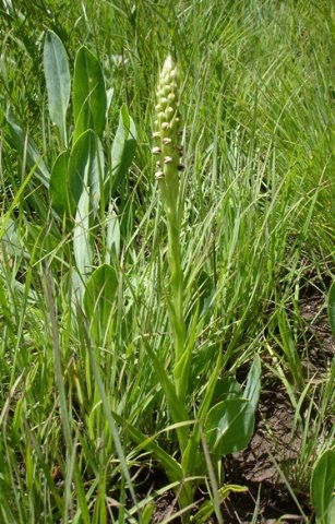 Pterygodium nigrescens long leaves